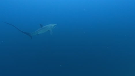 Thresher-shark-ascending-from-deep-blue-sea,-wide-tracking-shot