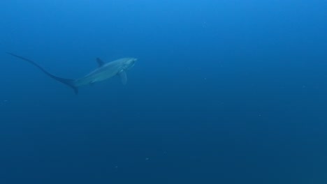el tiburón triturador asciende desde el mar azul profundo, tiro de seguimiento amplio