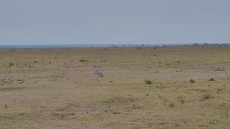 un gran pájaro secretario camina tranquilamente por la hierba de la sabana en kenia