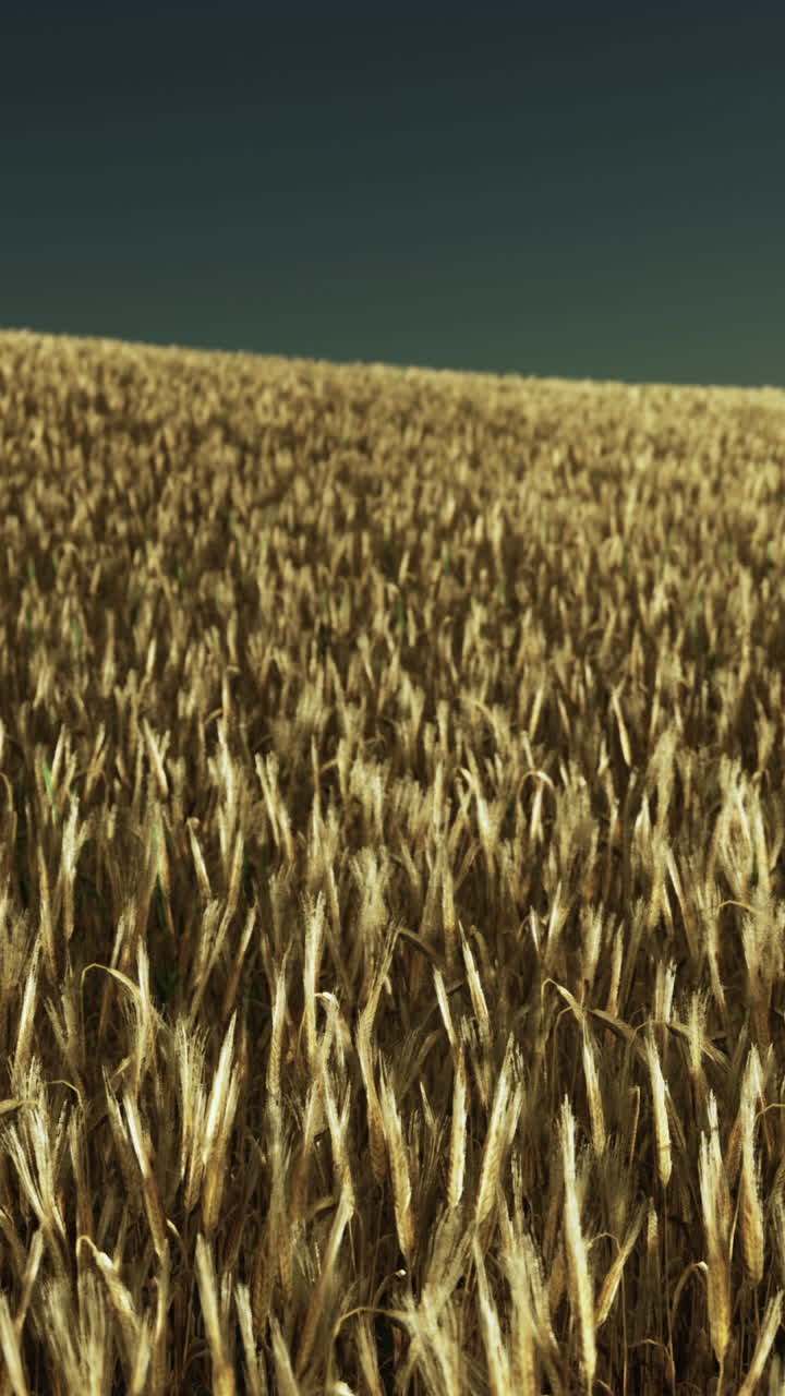 el campo de trigo dorado al atardecer