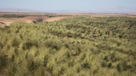 a view of a grassy field in a desert landscape