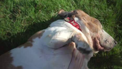 bassett hound on its back being stroke by a caucasian woman