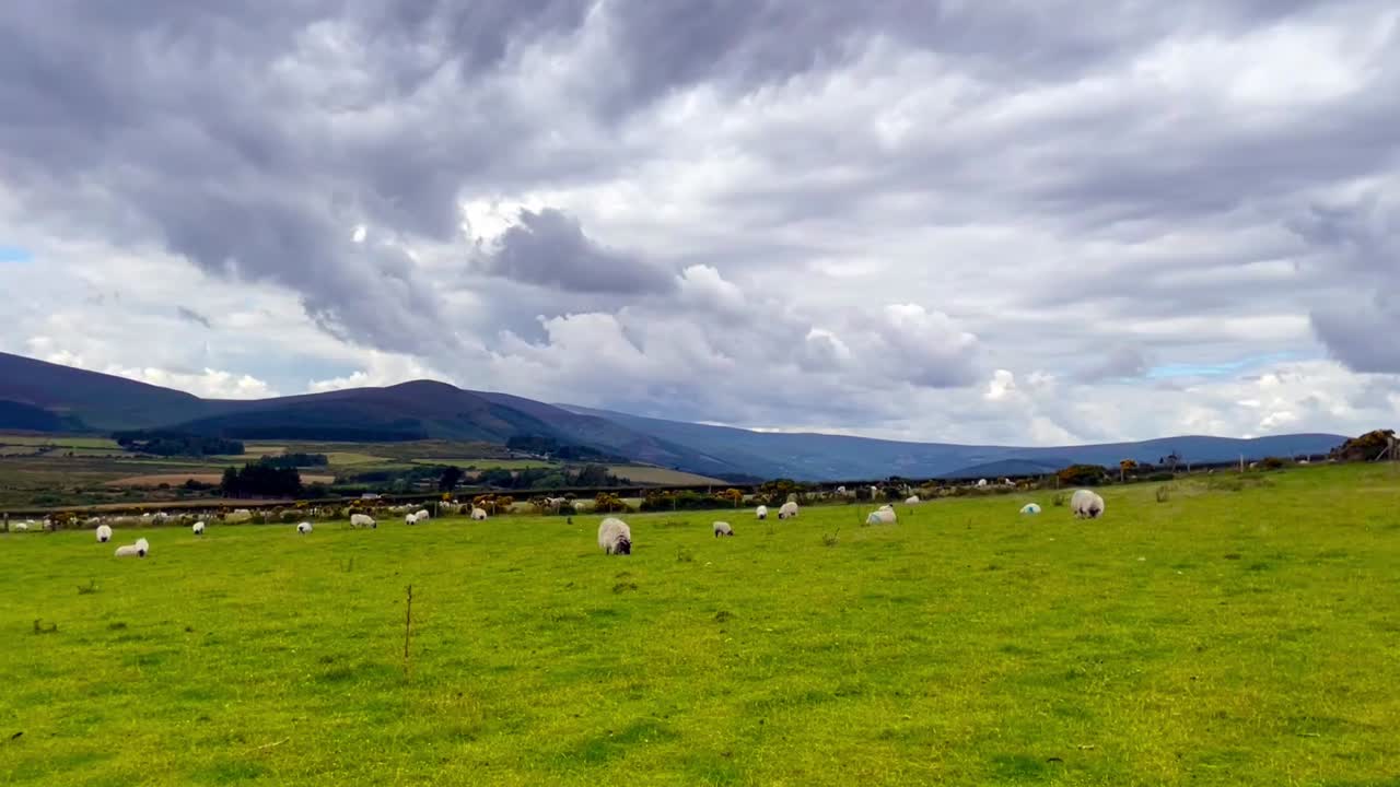 Campo pieno di pecore in Irlanda