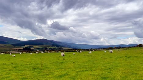 field full of sheep in ireland