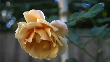 fine water mist being sprayed over yellow garden rose and stem with blossoming petals