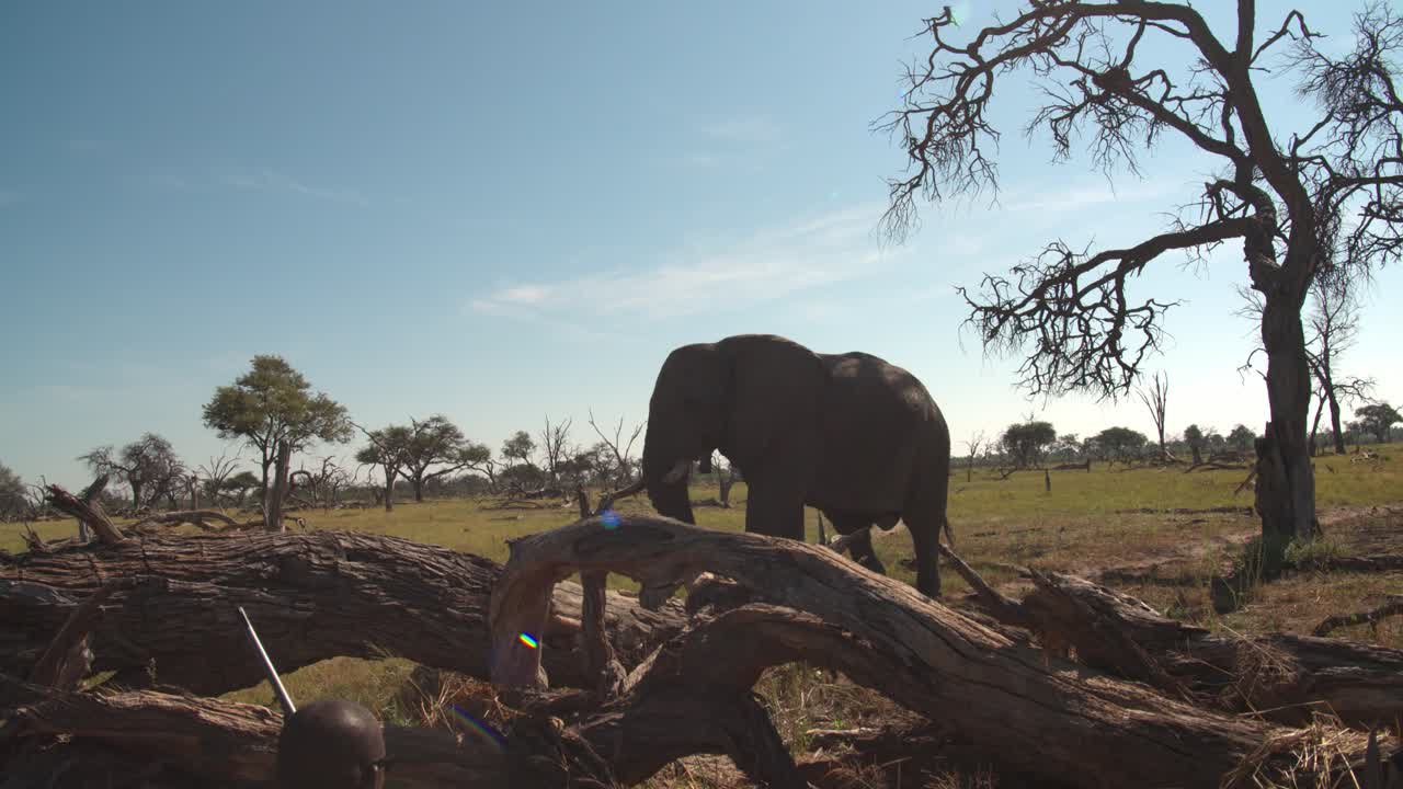 African Elephant Encounter: A Wildlife Conservationist's Close Call