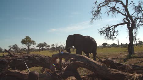 african elephant encounter: a wildlife conservationist's close call
