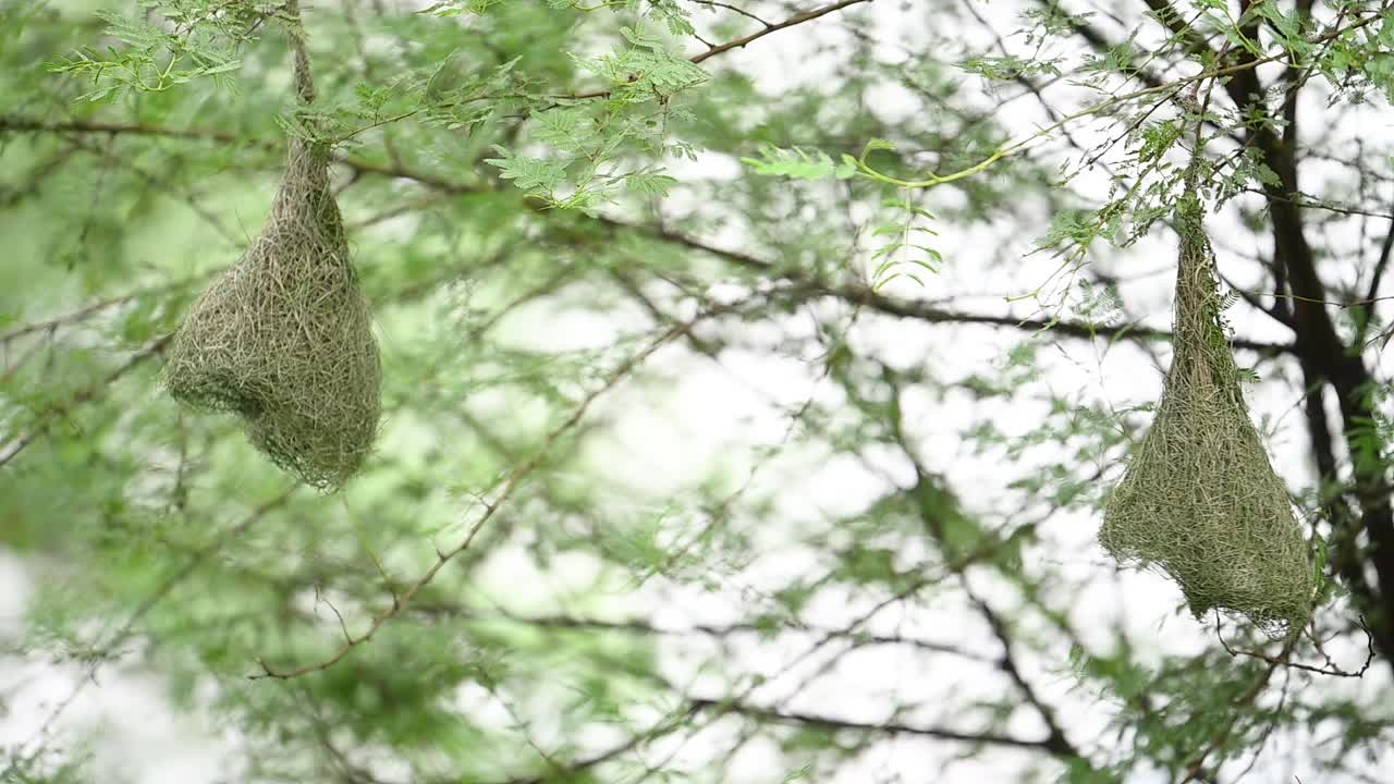 Close-up of intense fight between two male Baya Weaver (Ploceus philippinus) birds over nesting territory. Raw wildlife action highlighting avian rivalry during the breeding season
