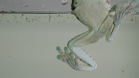 frog clings to aquarium glass half in water - close up on feet