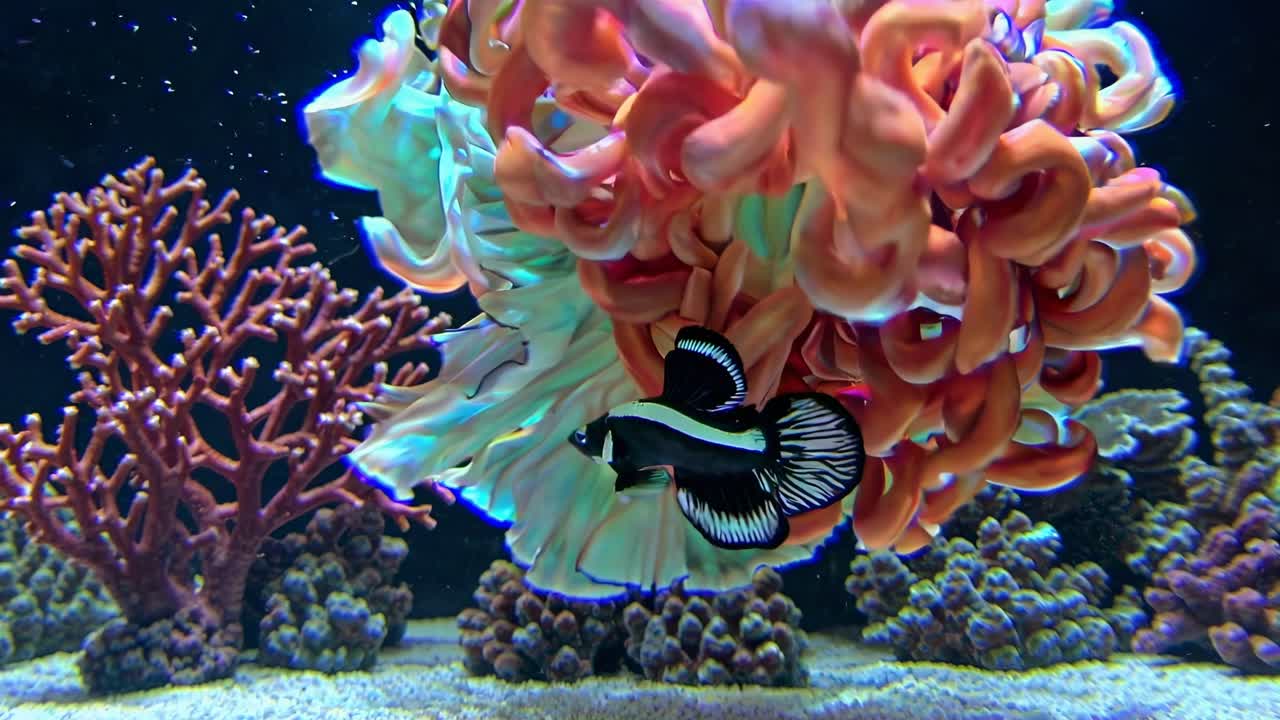 Colorful Aquarium Scene with Fish and Coral