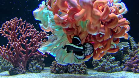colorful aquarium scene with fish and coral