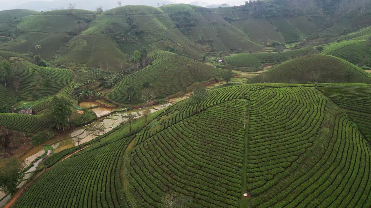 Riprese aeree con drone di lussureggianti campi di tè piantati su ripidi pendii con file di piantagioni curve che si affacciano su risaie allagate e terreni agricoli in una regione agricola tropicale in Vietnam.