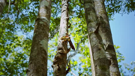close-up of an insect on a tree in a lush forest