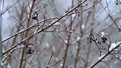 Schneefall-Zwischen-Kleinen-Buschzweigen