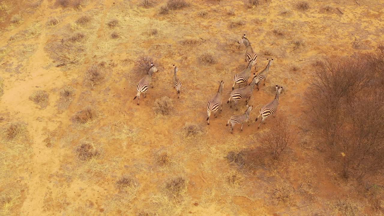 excelente antena de vida silvestre de cebras de pie y caminando en las llanuras de áfrica erindi park namibia