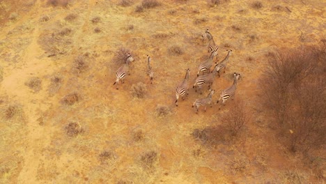 Excellent-wildlife-aerial-of-zebras-standing-and-walking-on-the-plains-of-Africa-Erindi-Park-Namibia