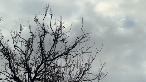 a congregation of birds perches on tree branches stripped of leaves, set against a backdrop of cloudy and moody skies, symbolizing the transient nature of life and the passage of time