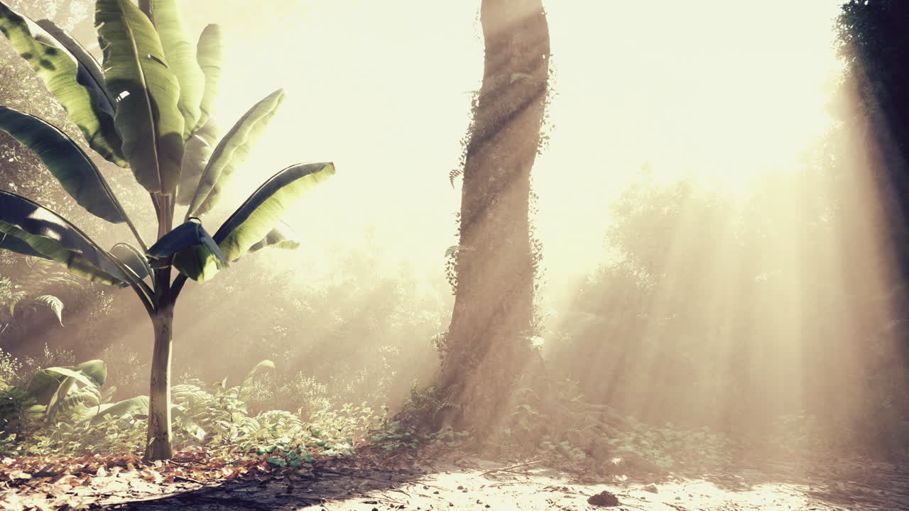 Sunlight filtering through trees in a serene tropical forest setting