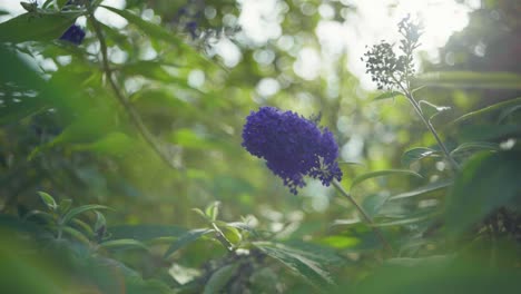 Cinematic-shot-of-a-purple-buddleia-davidii-against-the-light,-also-known-as-a-butterfly-bush,-with-the-sun-hitting-from-the-back,-creating-beautiful-lens-flares-and-halos