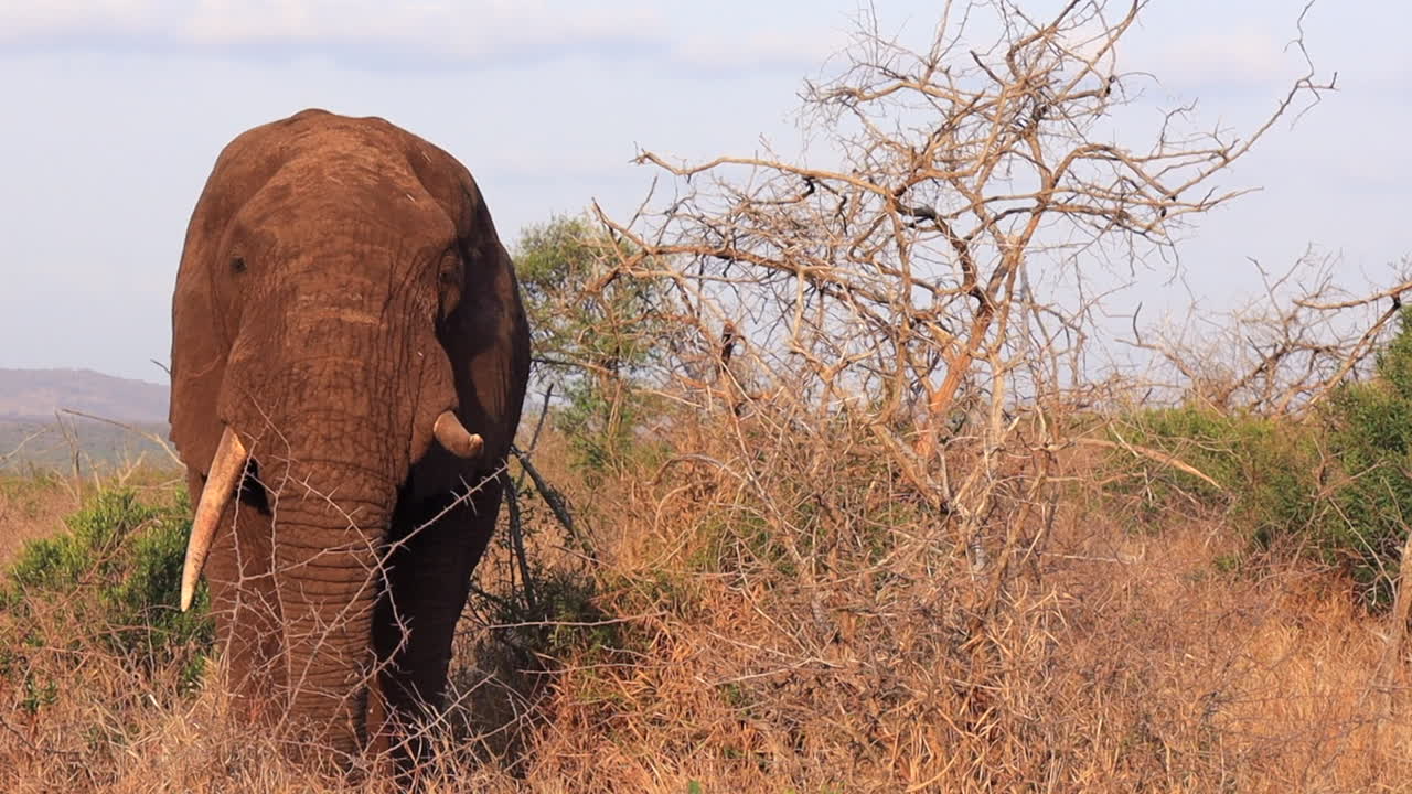 기형 엄니를 가진 코끼리가 사파리 사진작가들을 경계하고 있다