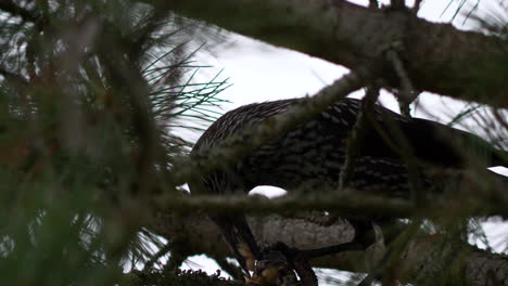 spotted nutcracker hacks swiss cembra pine cone and eats seeds, close shot