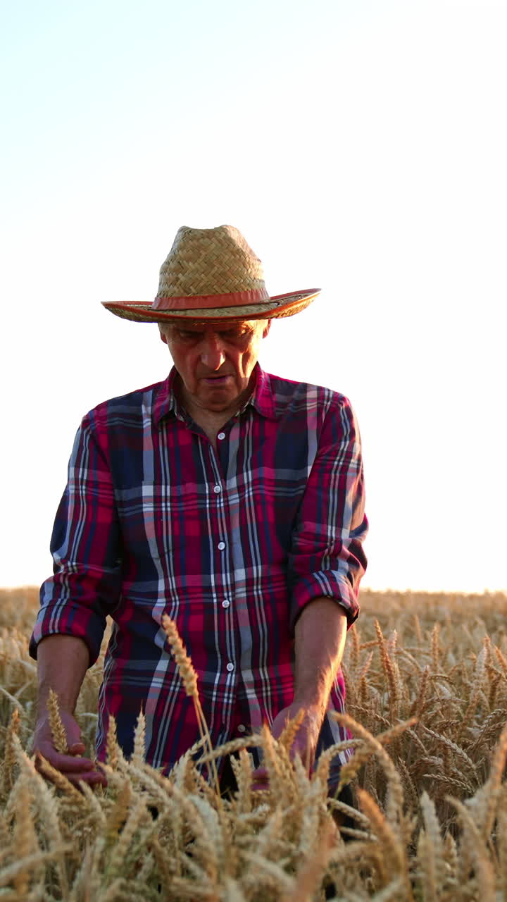 Old-aged farmer in straw hat and checkered shirt walking slowly by the wheat field. Man checking the ripeness of corn. Vertical video