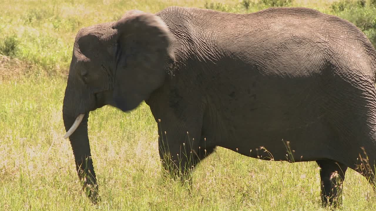 un elefante solitario se encuentra en la hierba amarilla en las llanuras de serenegeti de áfrica