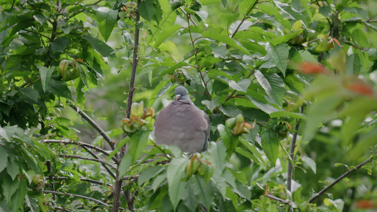 paloma de madera silvestre sentada en lo alto de un árbol de sicómoro en el campo del reino unido