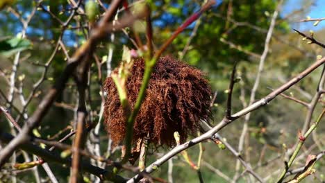 gall on a plant in portugal