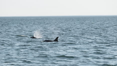 Par-De-Delfines-Rompiendo-La-Superficie-De-Las-Olas-Atlánticas-Para-Respirar---Cámara-Lenta