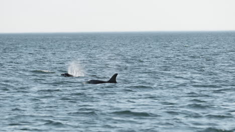 par de delfines rompiendo la superficie de las olas del atlántico para respirar - cámara lenta