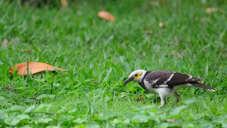 在泰國,在吃之前拿起一隻蟲子,然後搖搖它,黑領<unk> (gracupica nigricollis)