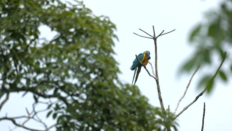 single endangered tropical rainforest blue-throated macaw parrot wild bird perched