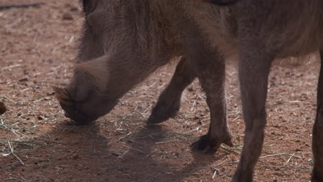 Wild-boar-sniffs-ground---side-profile