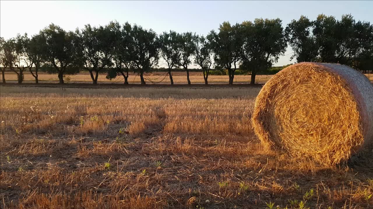 Gün batımında hasat sonrası saman balyalarıyla dolu tarla.
