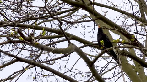 Common-Blackbird---species-of-true-thrush
