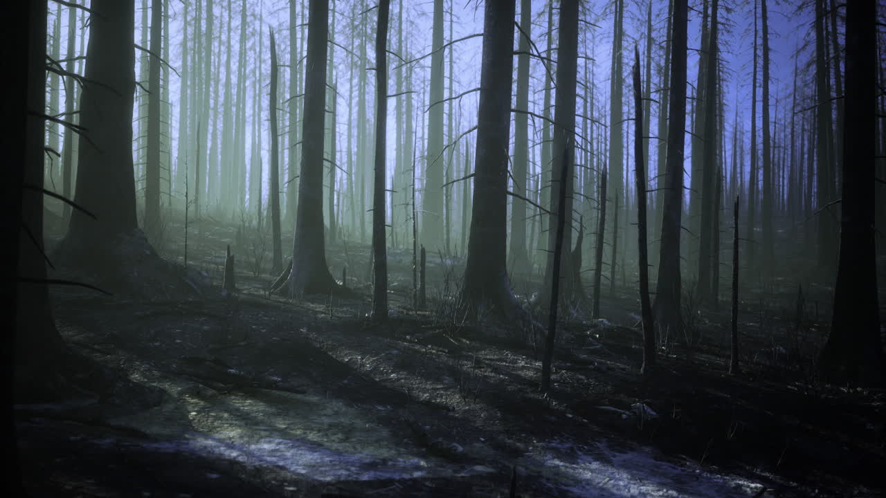 Forest aftermath reveals burnt trees and eerie light in early morning haze