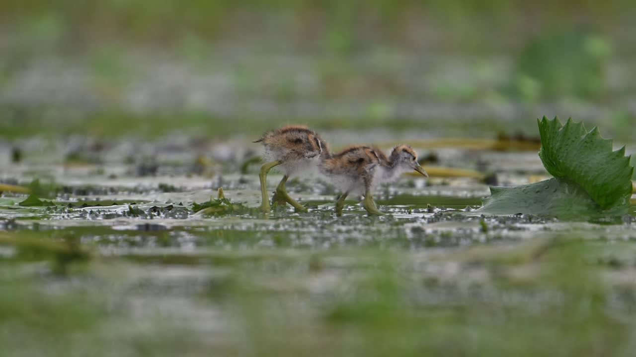 Chicks of Pheasant tailed Jacana Feeding in a rainy day on Floating Leaf