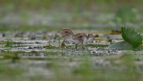 chicks of pheasant tailed jacana feeding in a rainy day on floating leaf