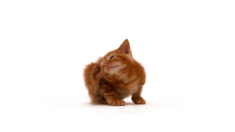 cute kitten on white background