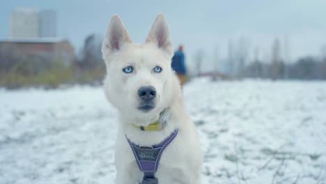 people walking past the dog in the husky snow siberia