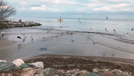 Una-Gran-Concentración-De-Gaviotas-Y-Varias-Aves-Marinas-En-La-Orilla-Del-Mar-Vuelan-Lentamente-Lejos-De-La-Orilla-En-Cámara-Lenta