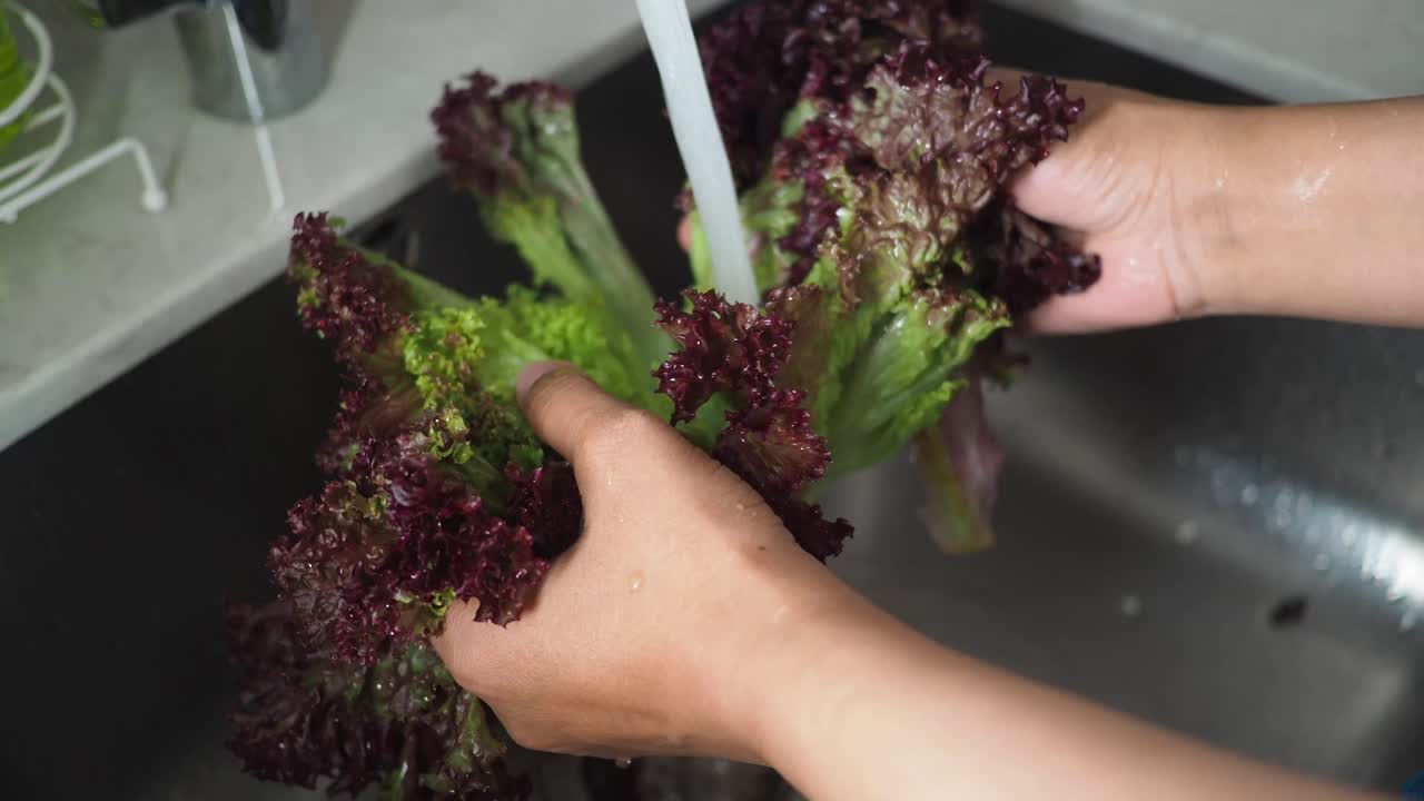 Washing red lettuce in the sink