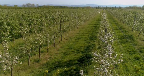 Apple-Orchard-In-August-Aerial-Shoot-4