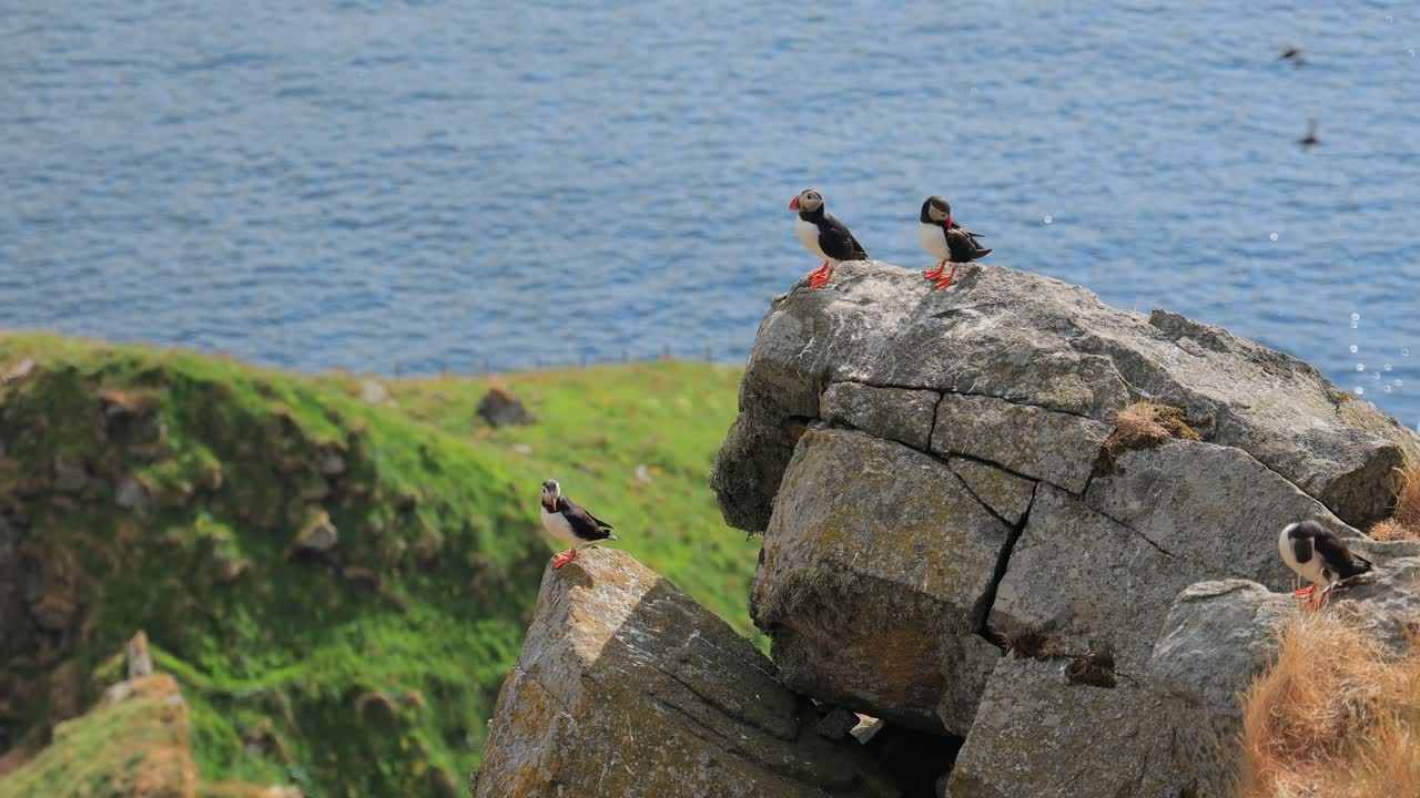 대서양 파핀 (fratercula arctica) 은 룬데 섬 (노르웨이) 의 바위 위에 있습니다.