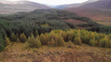 a forest in the mountains in ireland during an overcast day