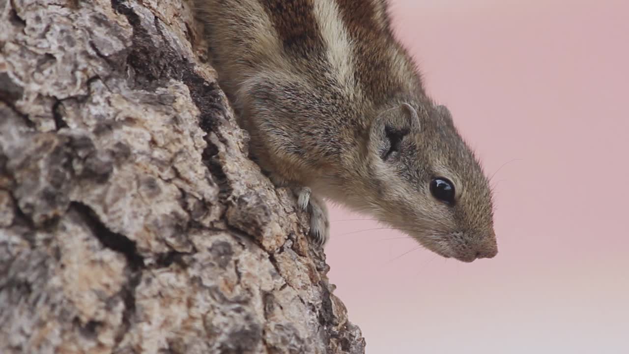 hermosa ardilla de palma india consciente en el primer plano de un árbol filmado en video en resolución full hd 1920 x 1080