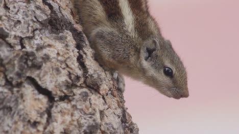 Bewusstes,-Wunderschönes-Indisches-Palmhörnchen-Auf-Einem-Baum,-Nahaufnahme-Eines-Stockvideos-In-Voller-HD-Auflösung-1920-X-1080