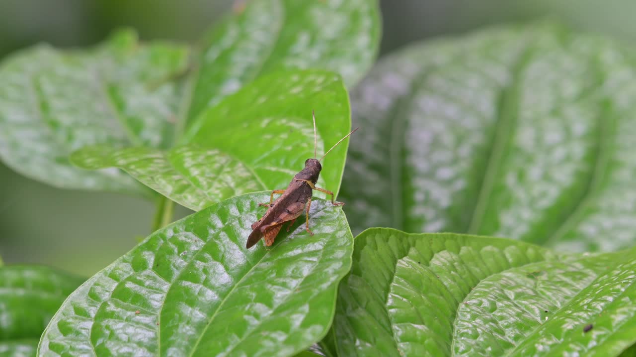 visto en la punta de una hoja moviéndose con un viento suave en el bosque, saltamontes, tailandia