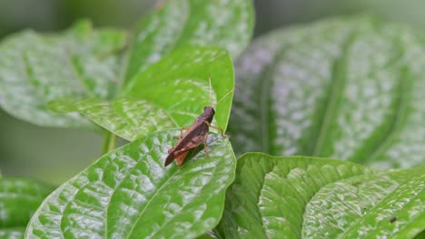 Visto-En-La-Punta-De-Una-Hoja-Moviéndose-Con-Un-Suave-Viento-En-El-Bosque,-Saltamontes,-Tailandia